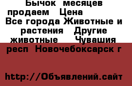 Бычок 6месяцев продаем › Цена ­ 20 000 - Все города Животные и растения » Другие животные   . Чувашия респ.,Новочебоксарск г.